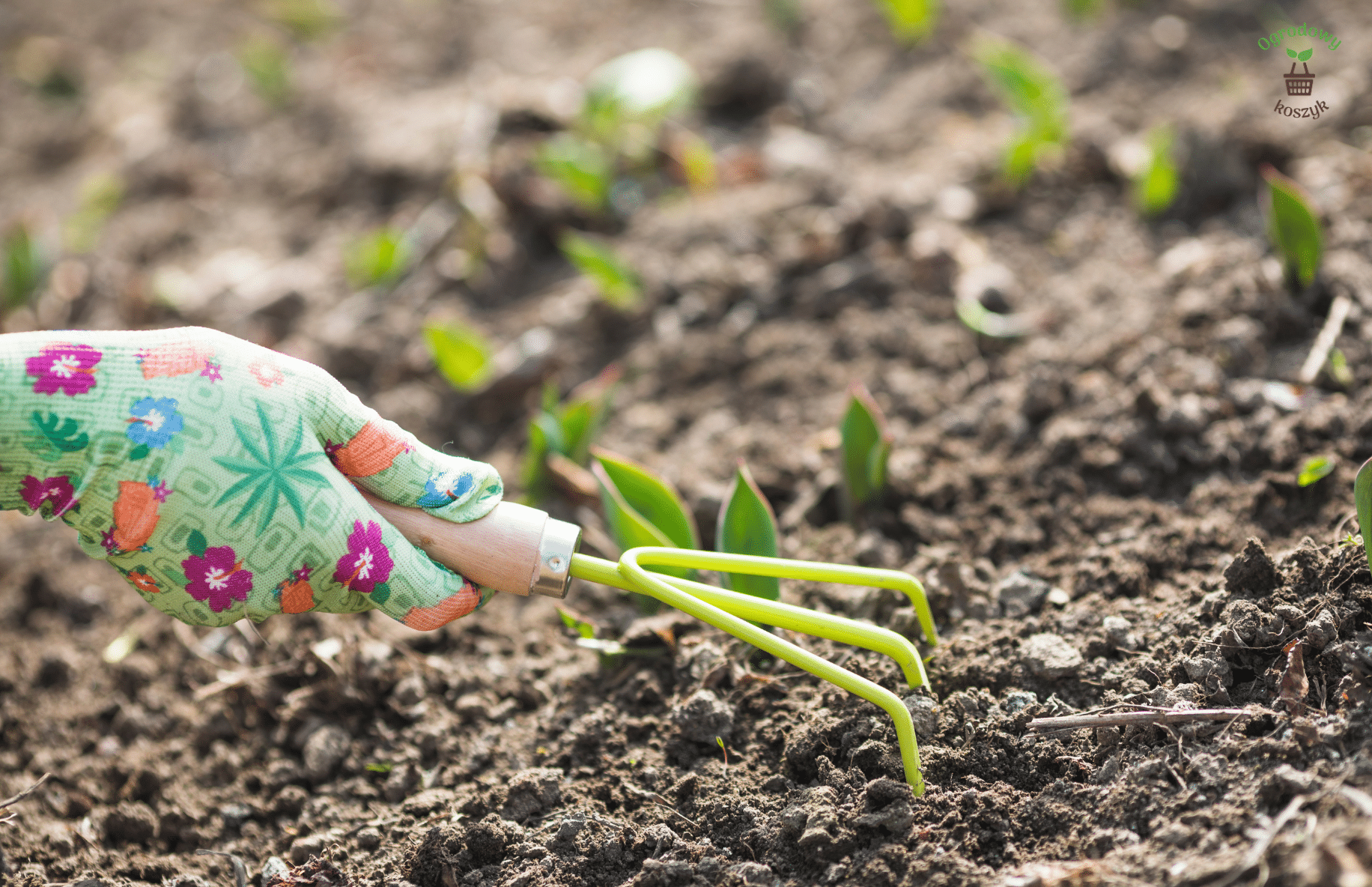 Sadzenie roślin cebulowych – jak przygotować się do kwitnącej wiosny?