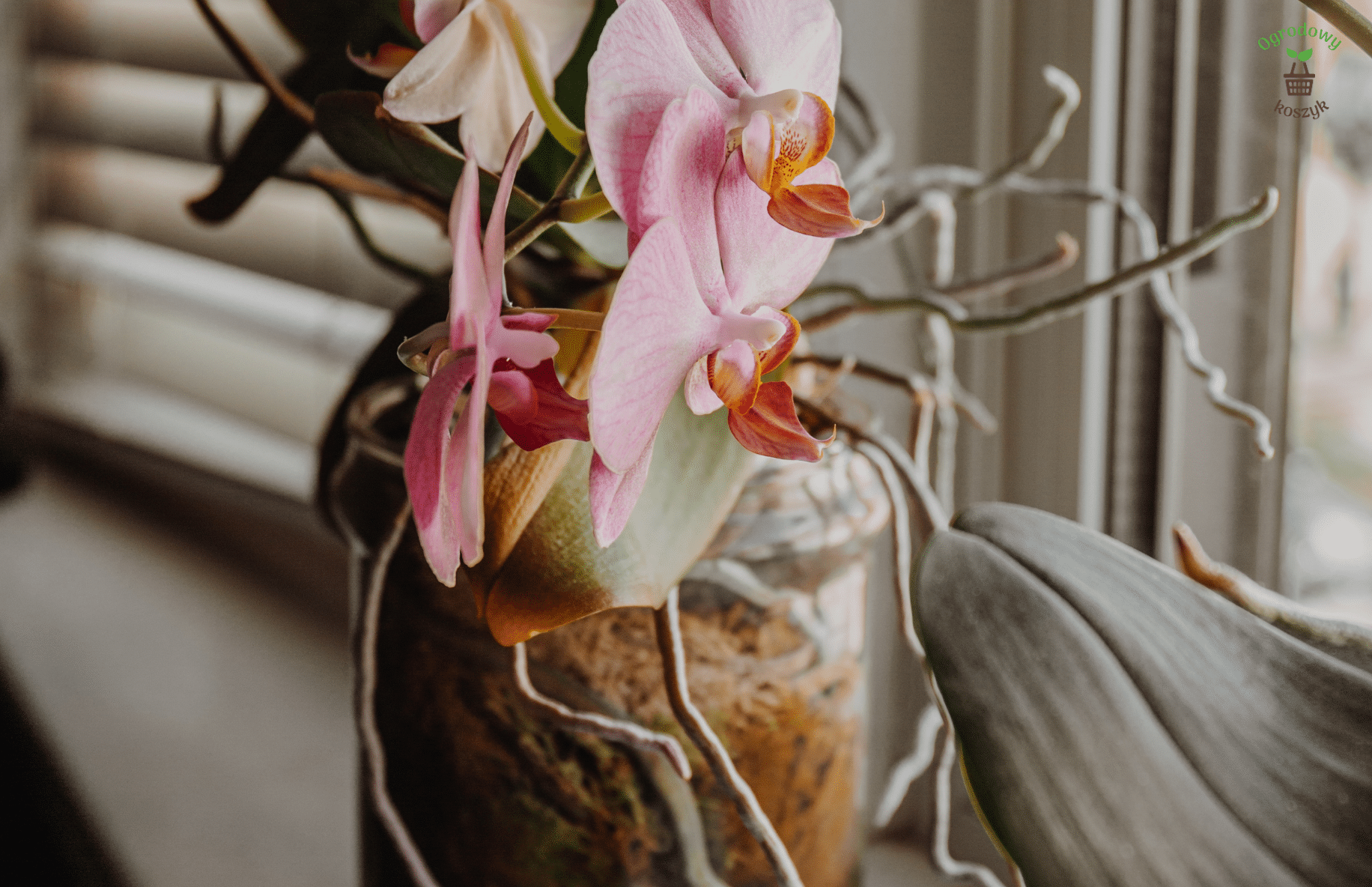 Jak przygotować rośliny doniczkowe do zimy? Październikowe porady